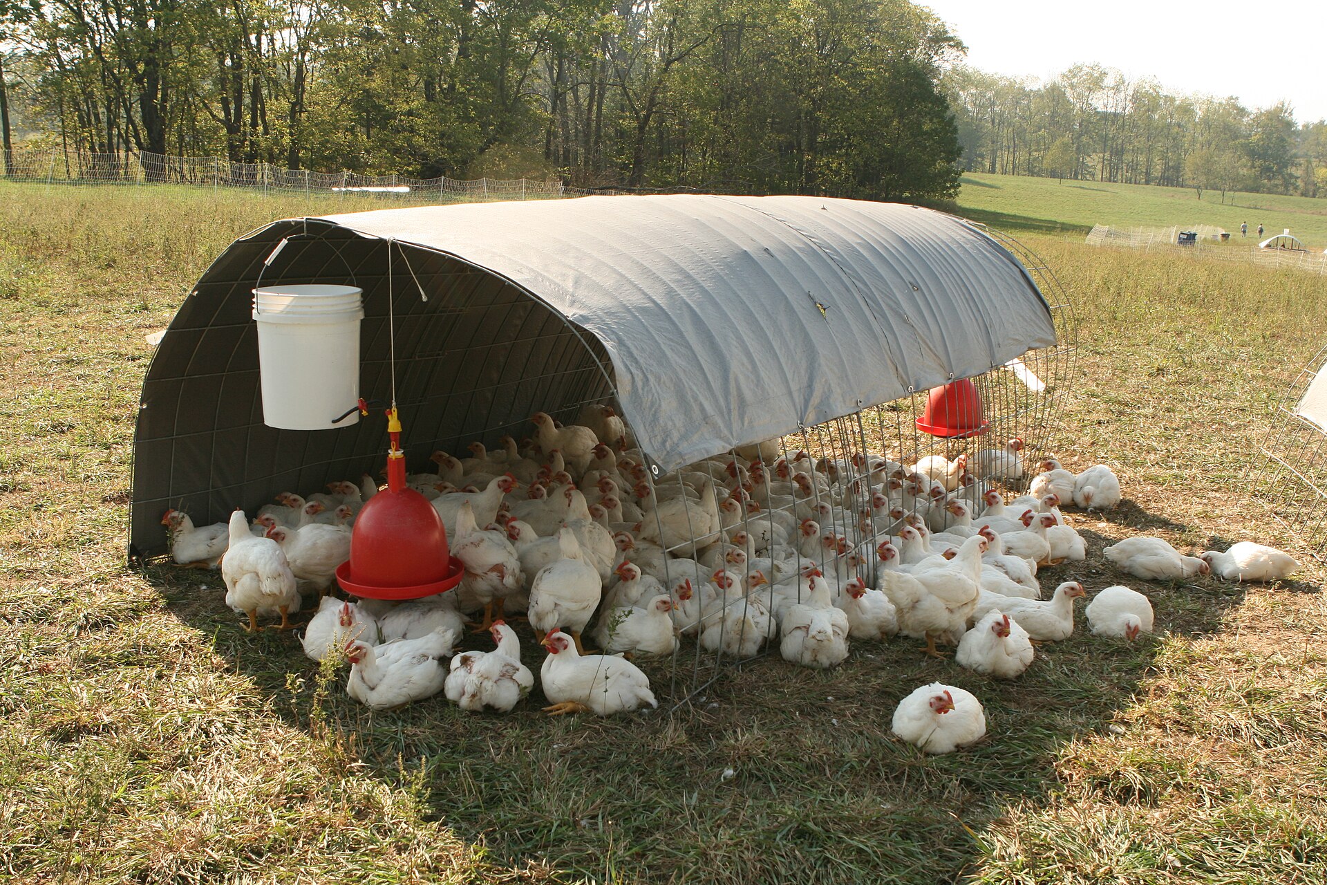 Chickens seeking shade